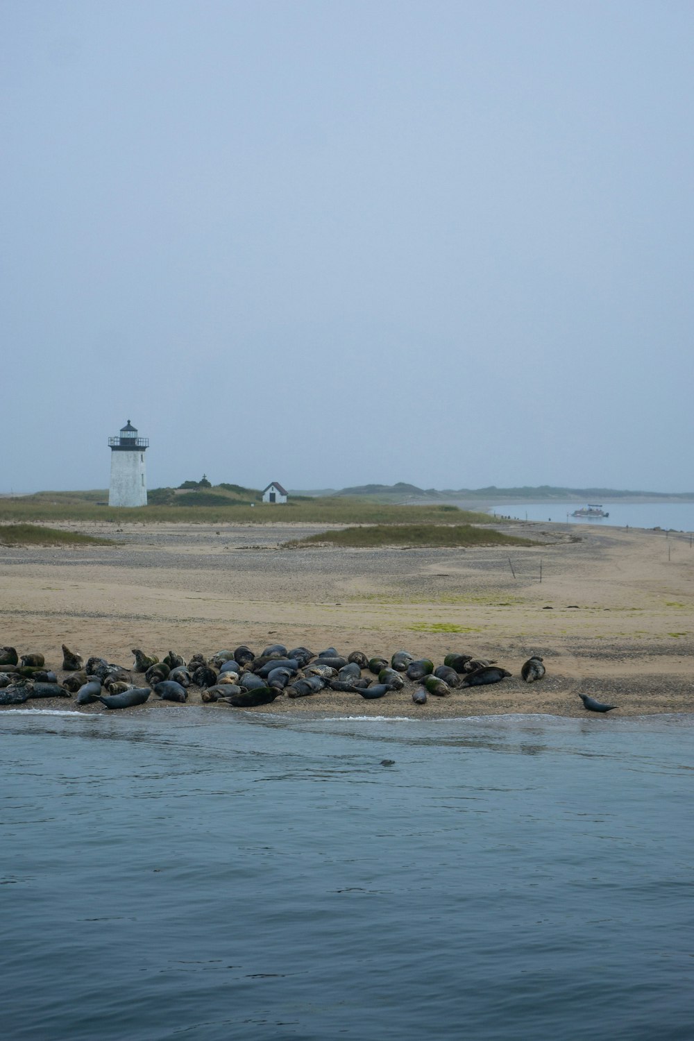 a group of sea lions resting on the shore of a beach