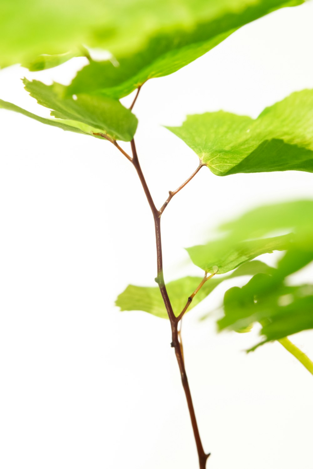 Un primer plano de una planta con hojas verdes