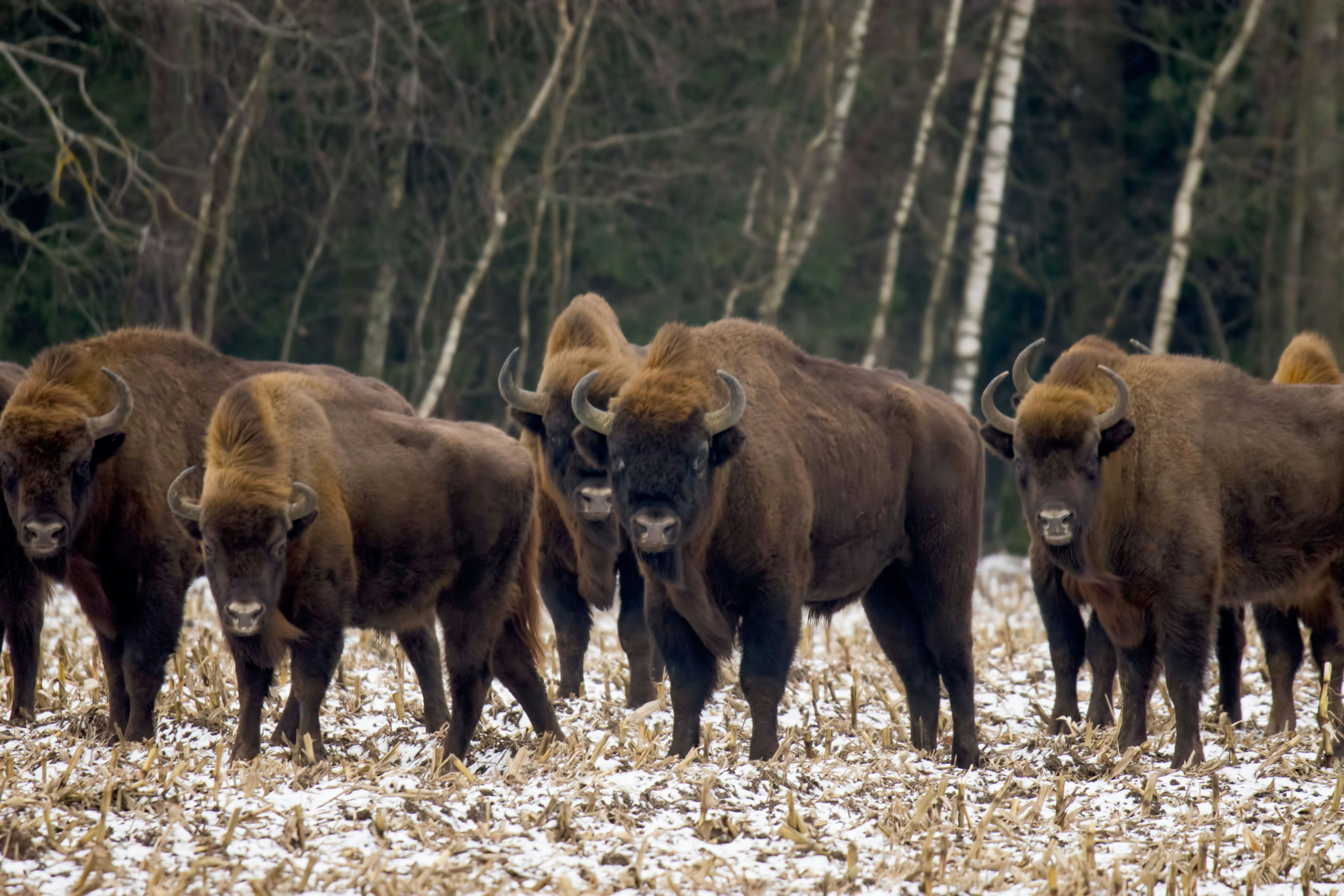 a herd of bison standing on top of a snow covered field