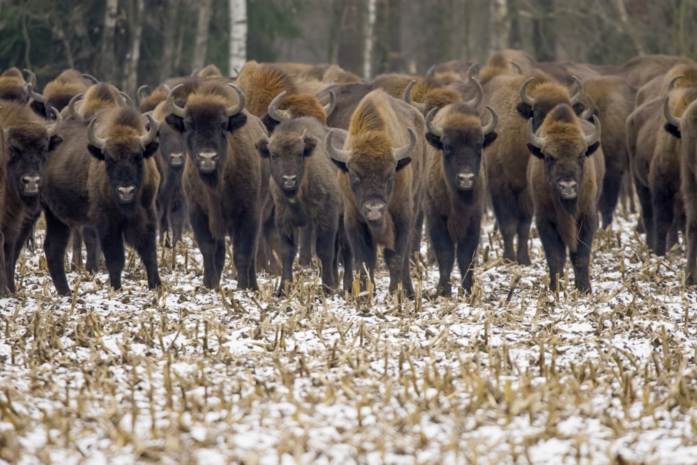 a herd of bison standing next to each other on a snow covered field