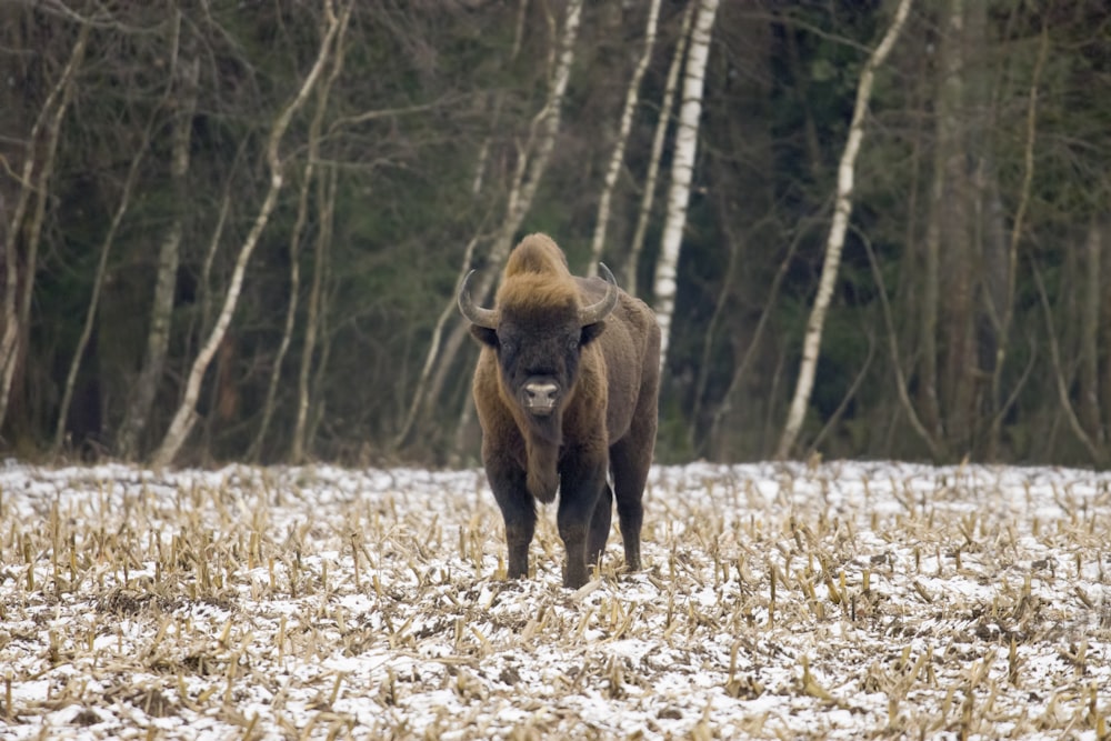 a bison standing in the middle of a snowy field