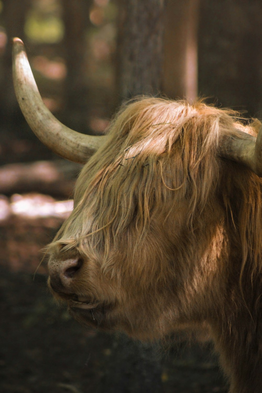 a bull with long horns standing in a forest