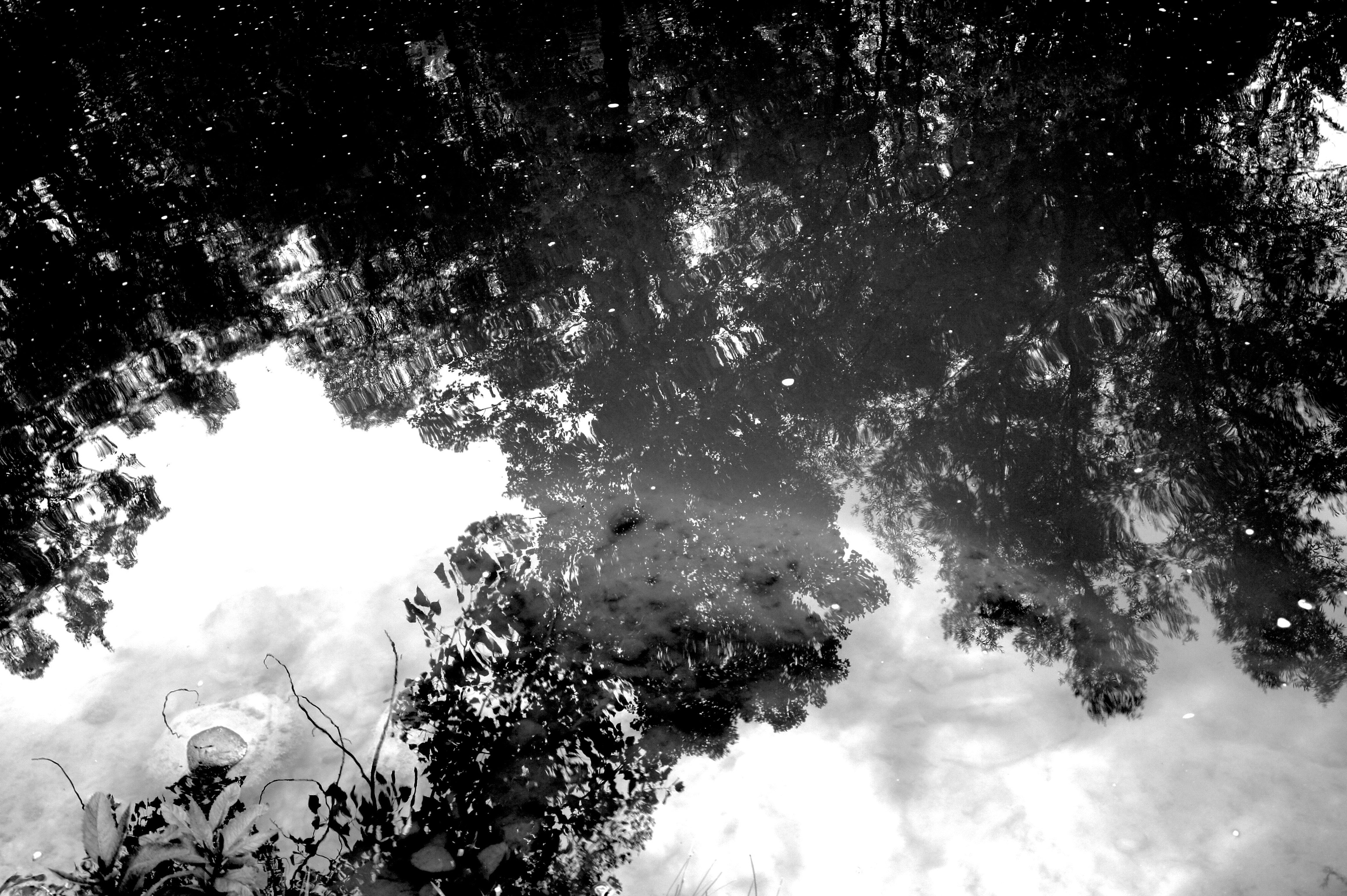 a black and white photo of trees and clouds