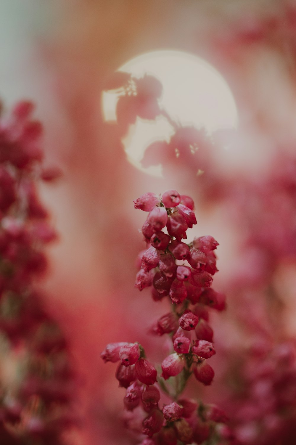 a close up of a flower with a sun in the background