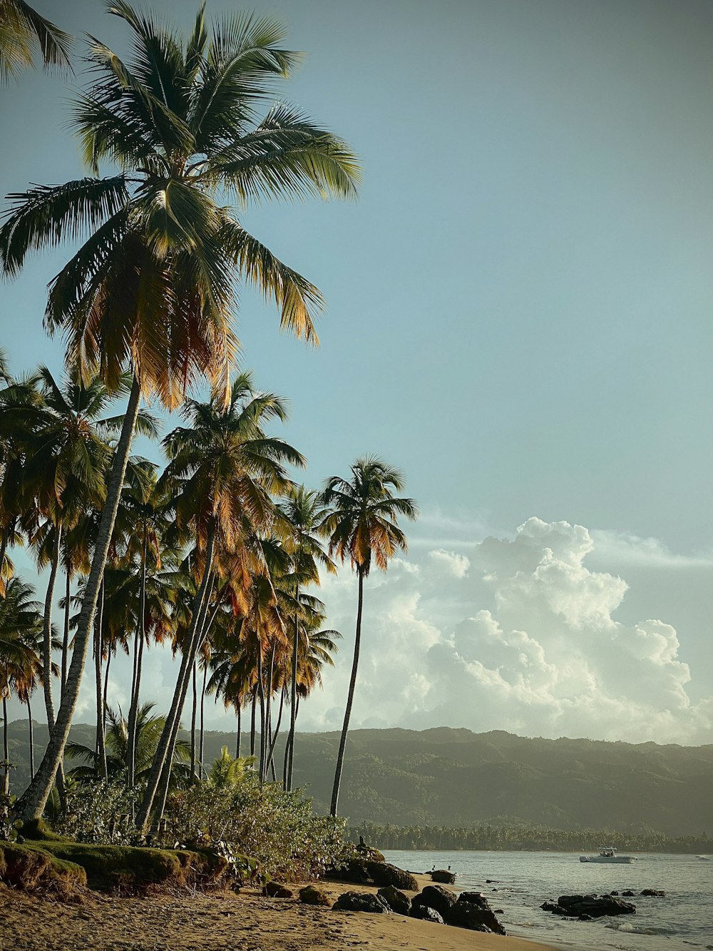 a beach with palm trees and a boat in the water