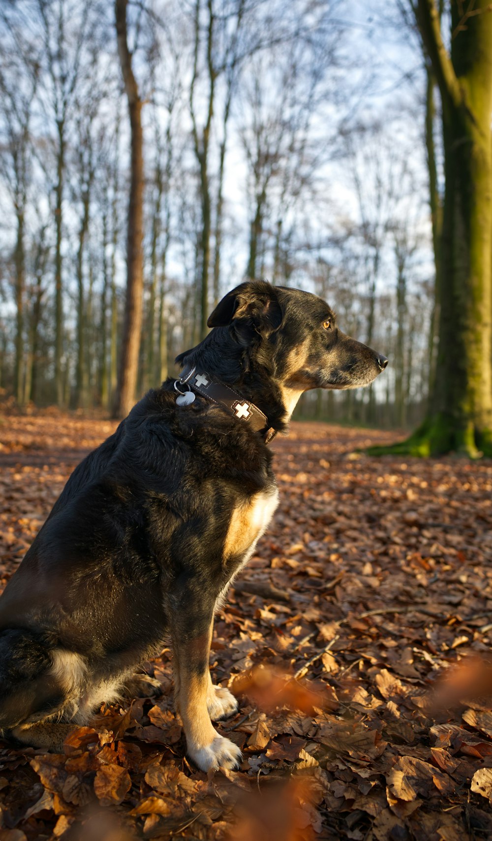 a dog is sitting in the leaves in the woods