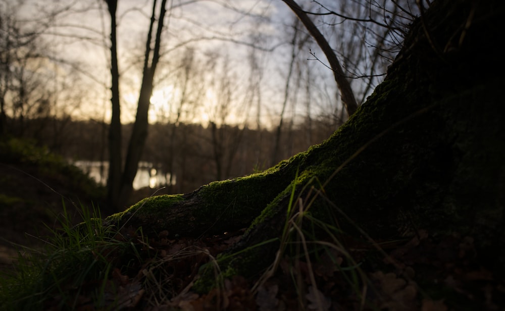 a tree with moss growing on it in the woods