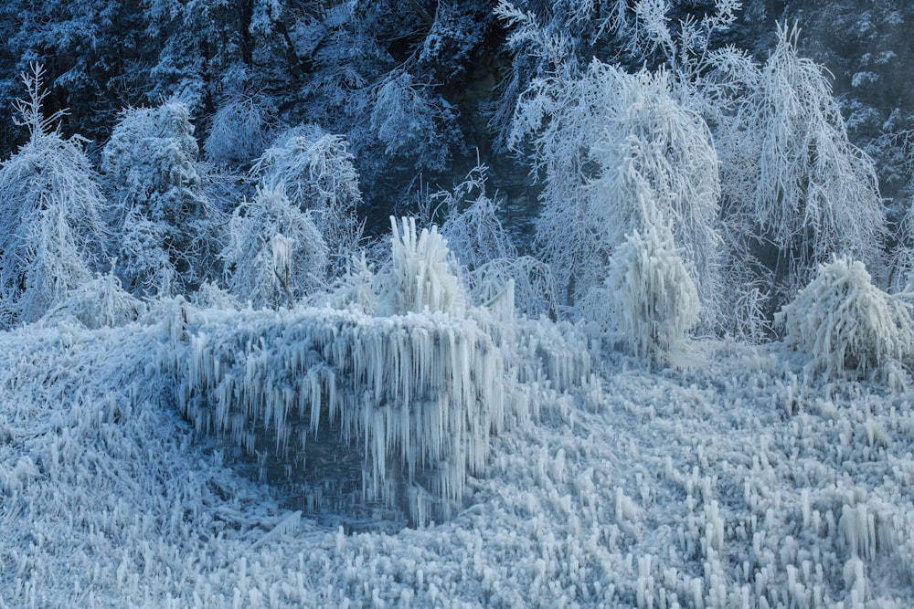 a group of trees covered in ice next to a forest