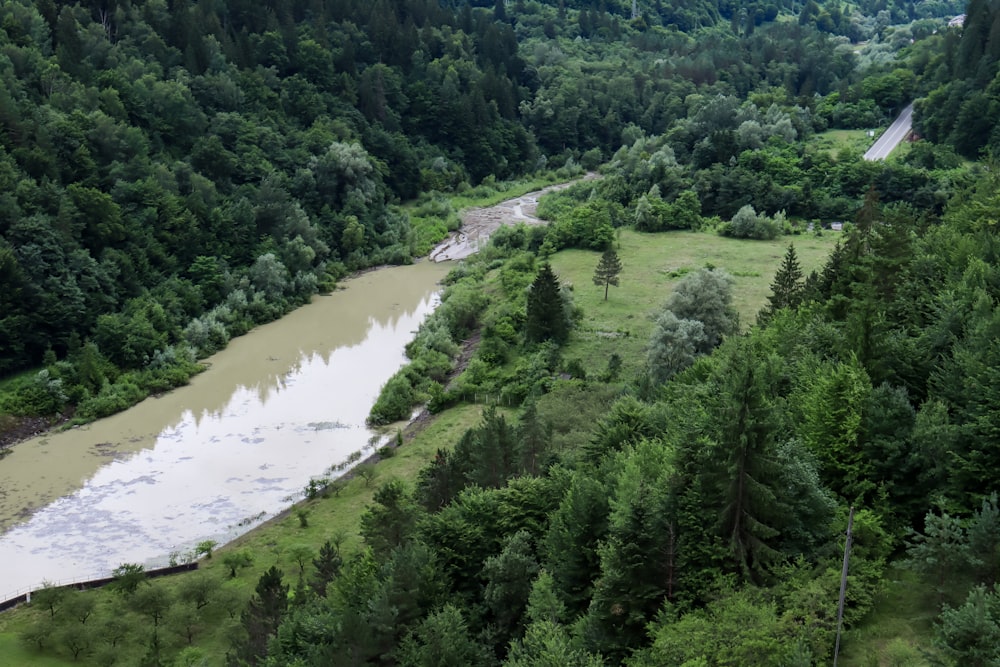 a river running through a lush green forest