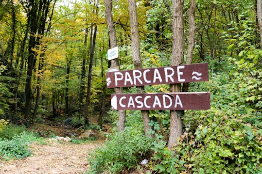 Wooden signs with the words 'Parcare' and 'Cascada' are nailed to two trees in a lush forest setting. The forest features a variety of green foliage and tall trees, hinting at the presence of a path or trail.