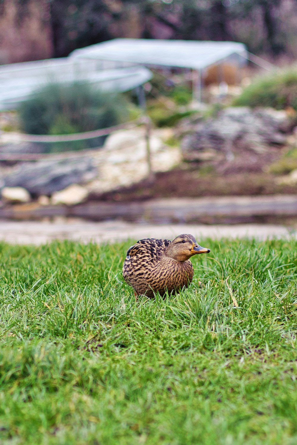 a duck is standing in the grass near a building