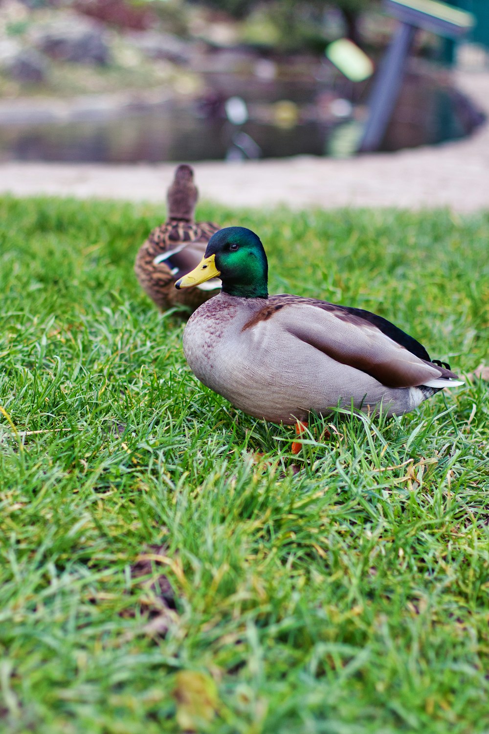 a couple of ducks standing on top of a lush green field