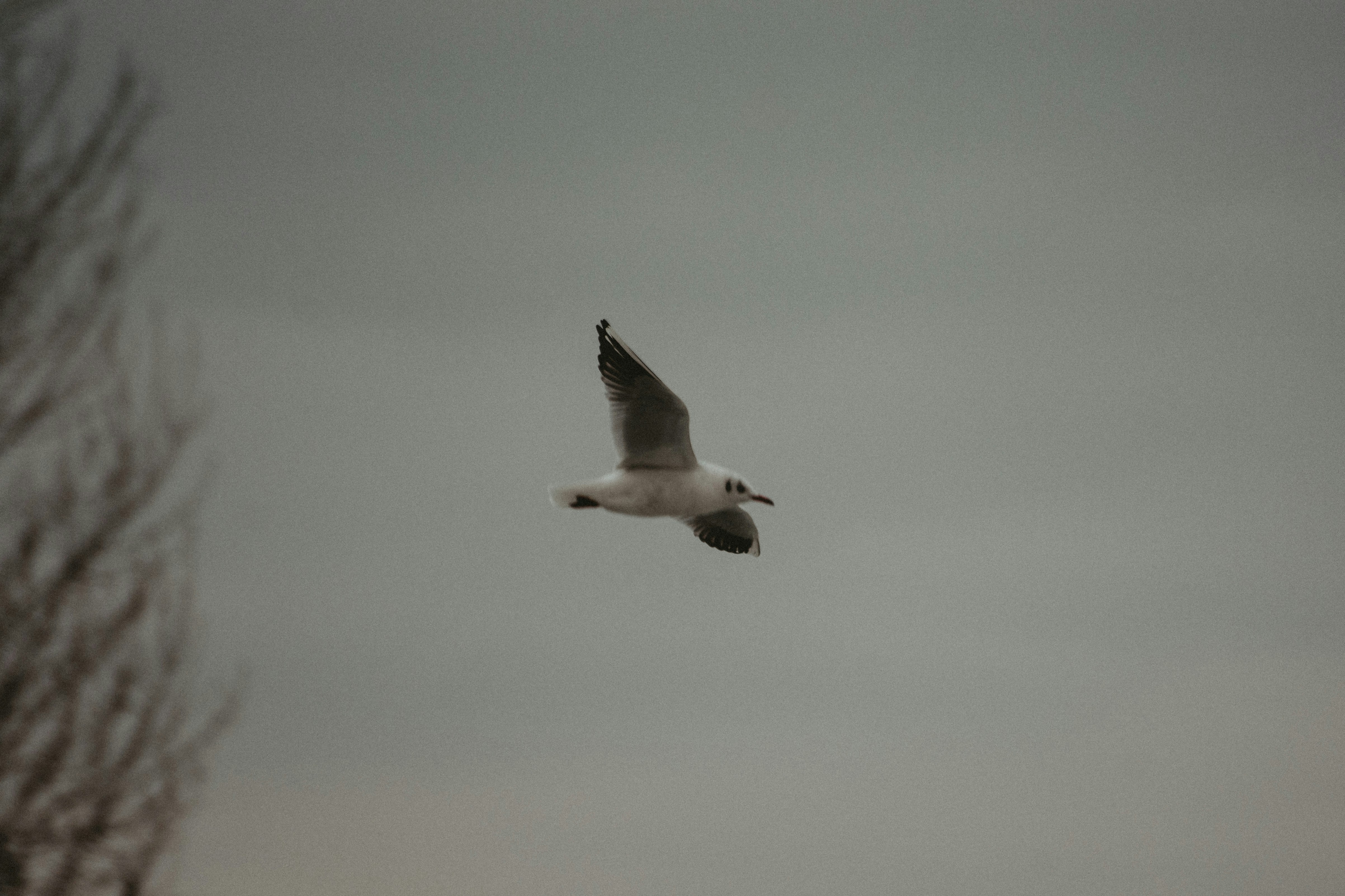 Una gaviota volando a través de un cielo nublado con un árbol en primer plano