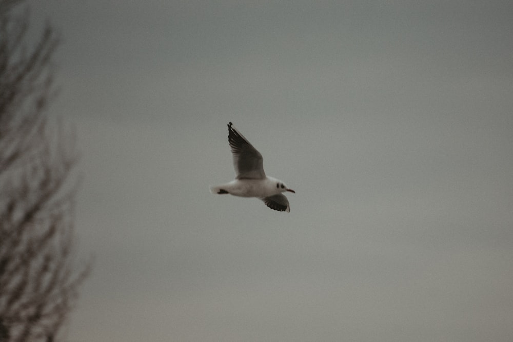 a seagull flying through a cloudy sky with a tree in the foreground