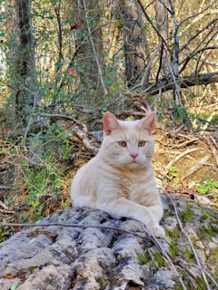 A cream-colored cat sits on a large fallen tree trunk in a forested area surrounded by dense foliage. The feline is positioned with its paws neatly crossed, and its piercing eyes are focused forward. The background is filled with intertwined branches, leafy greenery, and dappled sunlight filtering through the trees.