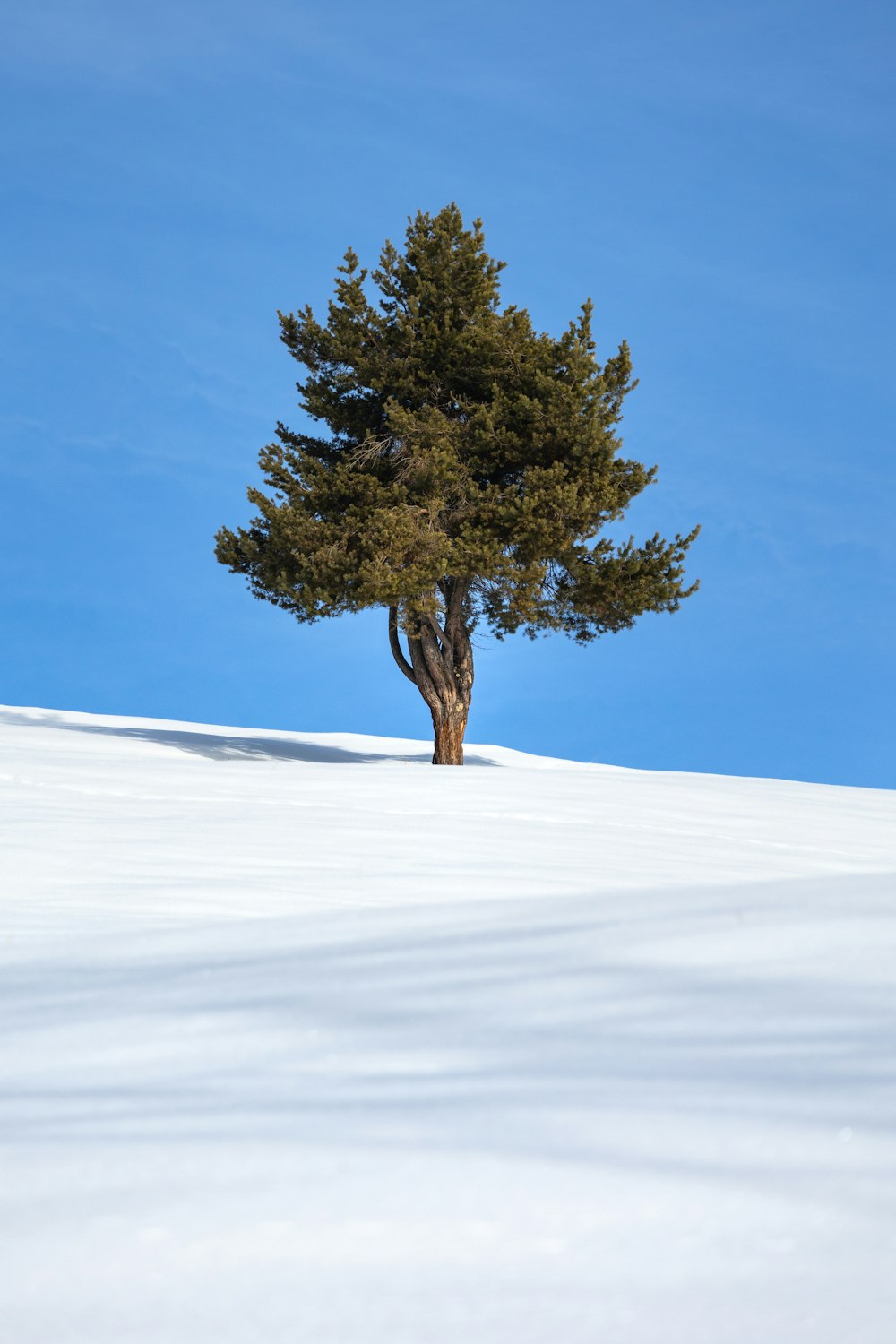 a lone tree on a snowy hill under a blue sky