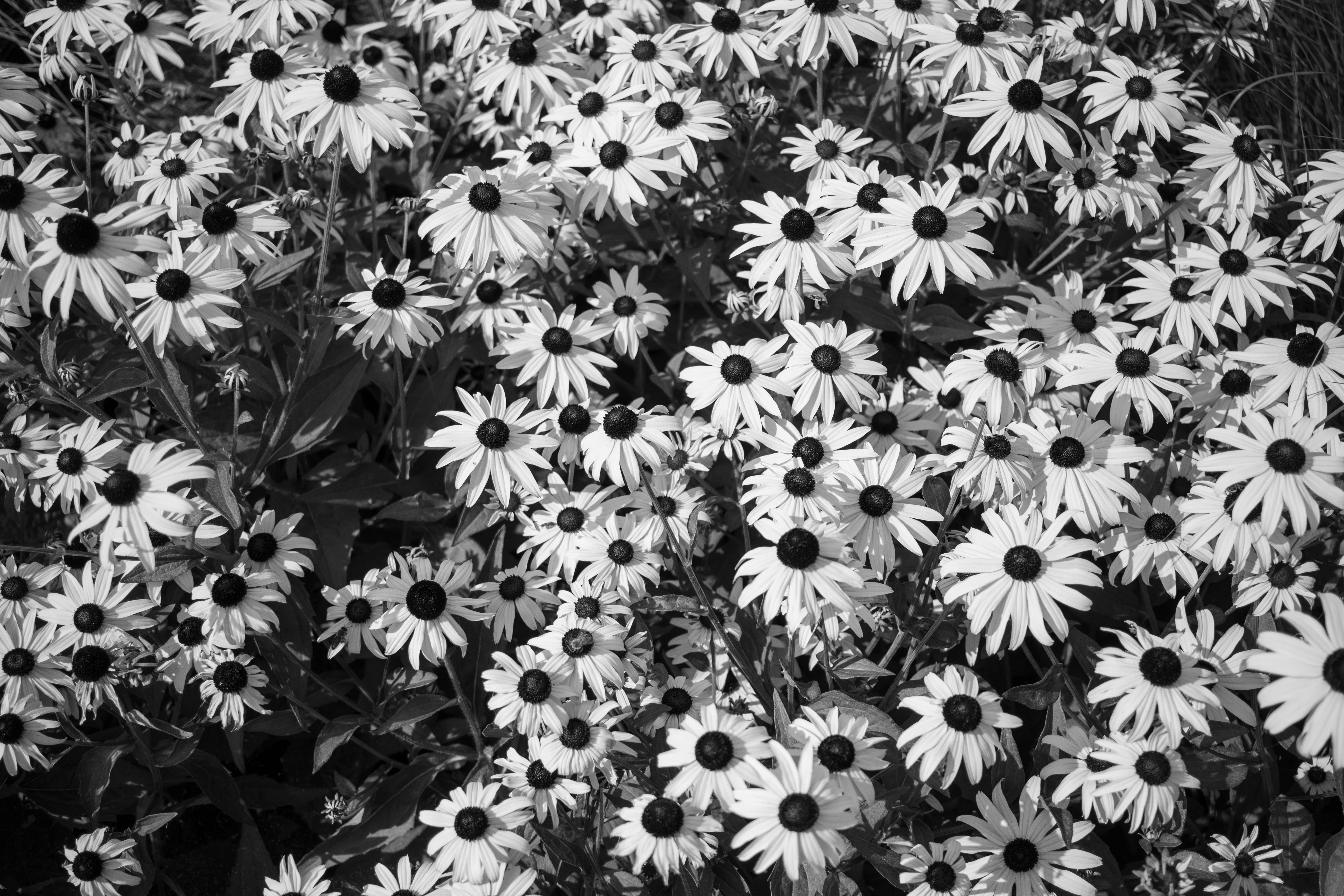 Photo by ivonar