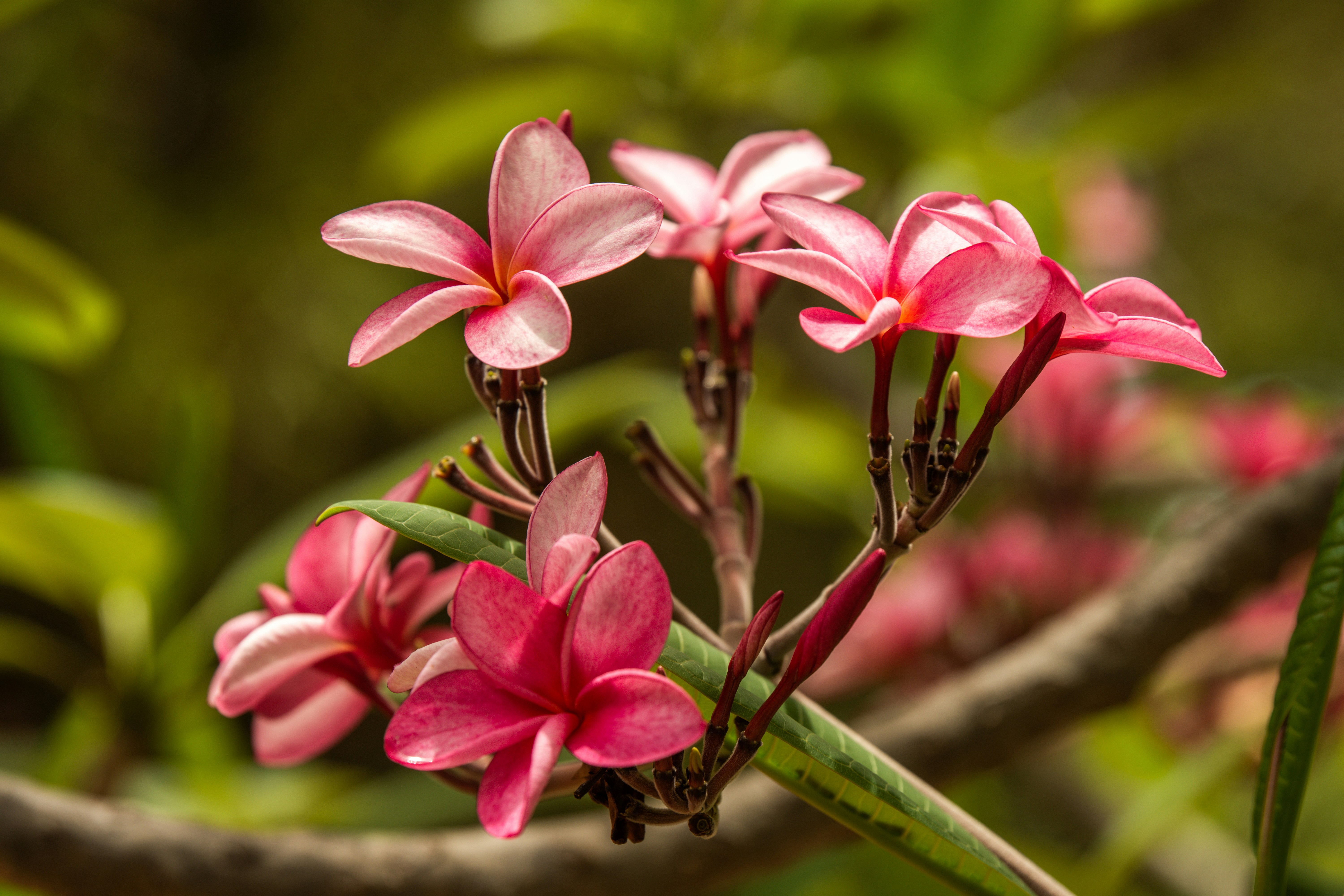 Photo by josegomesphoto