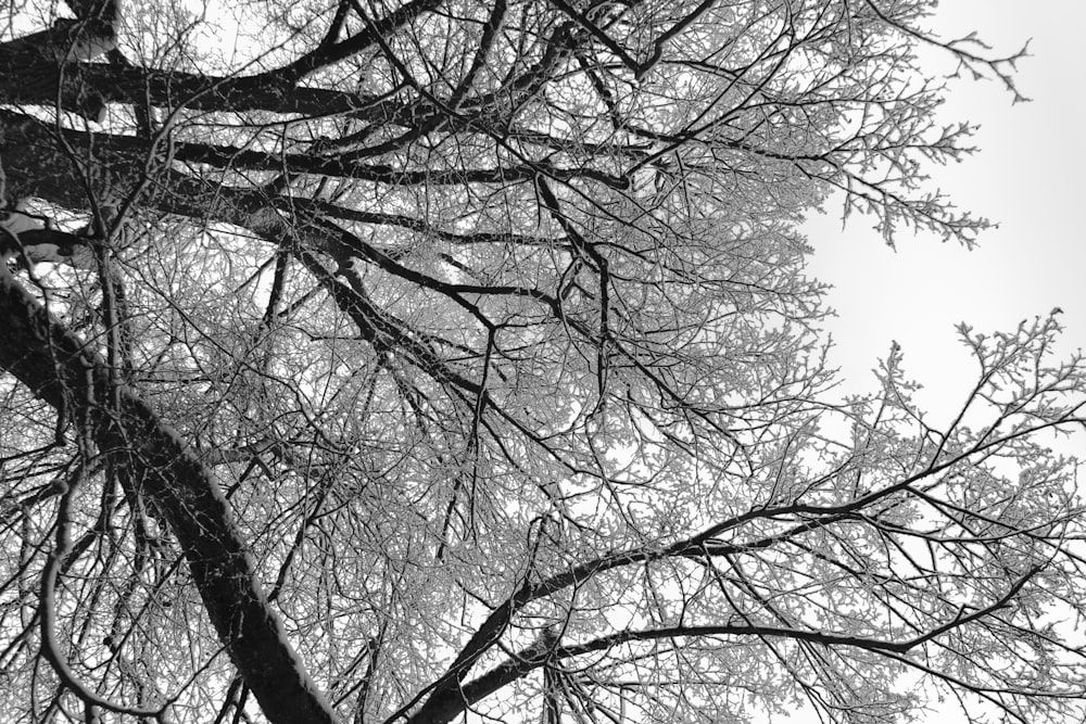 a black and white photo of trees with no leaves