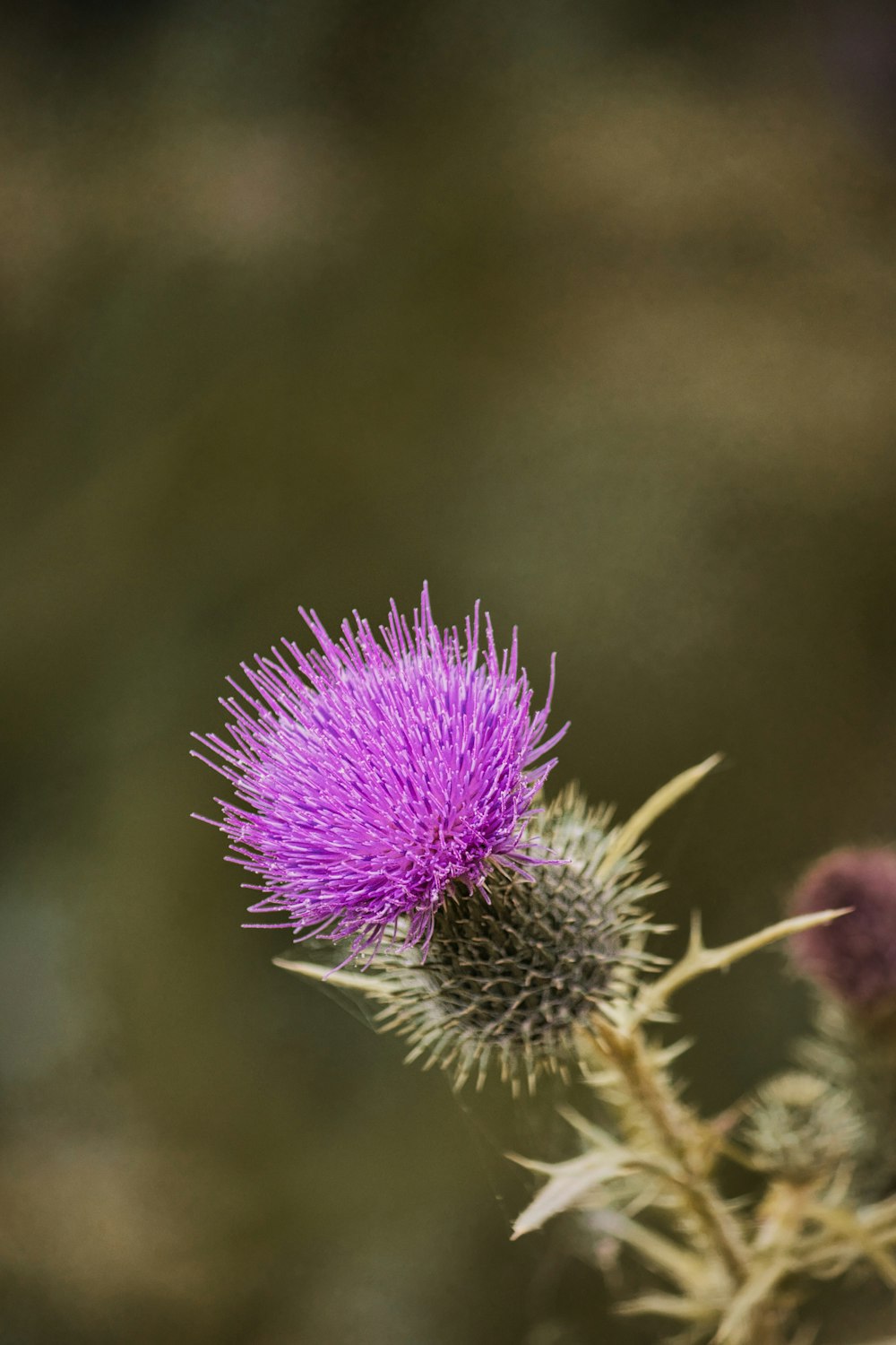 a close up of a purple flower with a blurry background