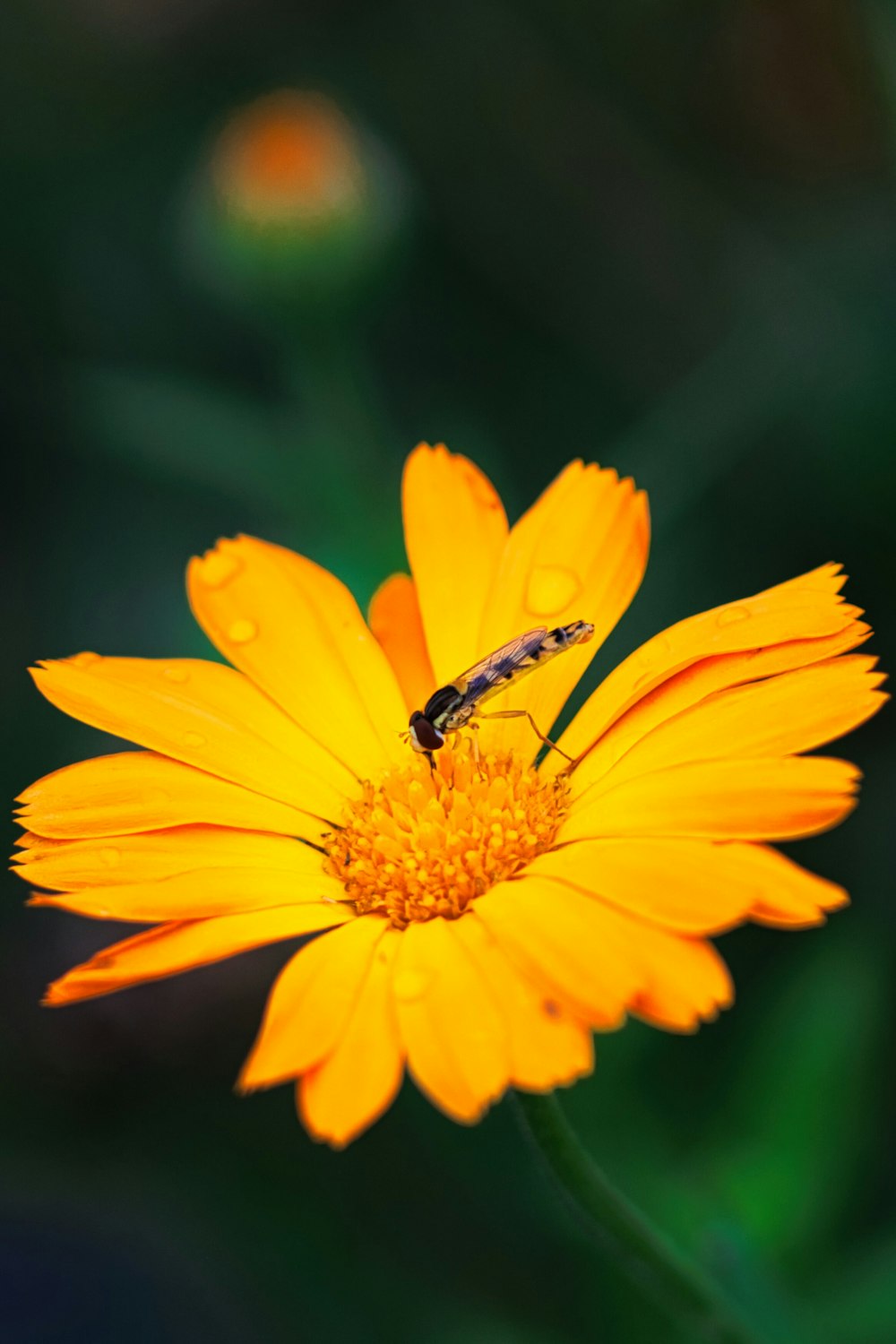 a yellow flower with a bug on it