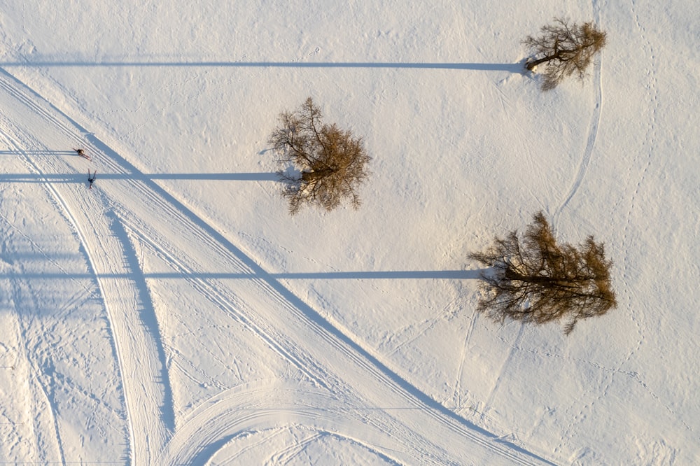 a couple of trees that are in the snow