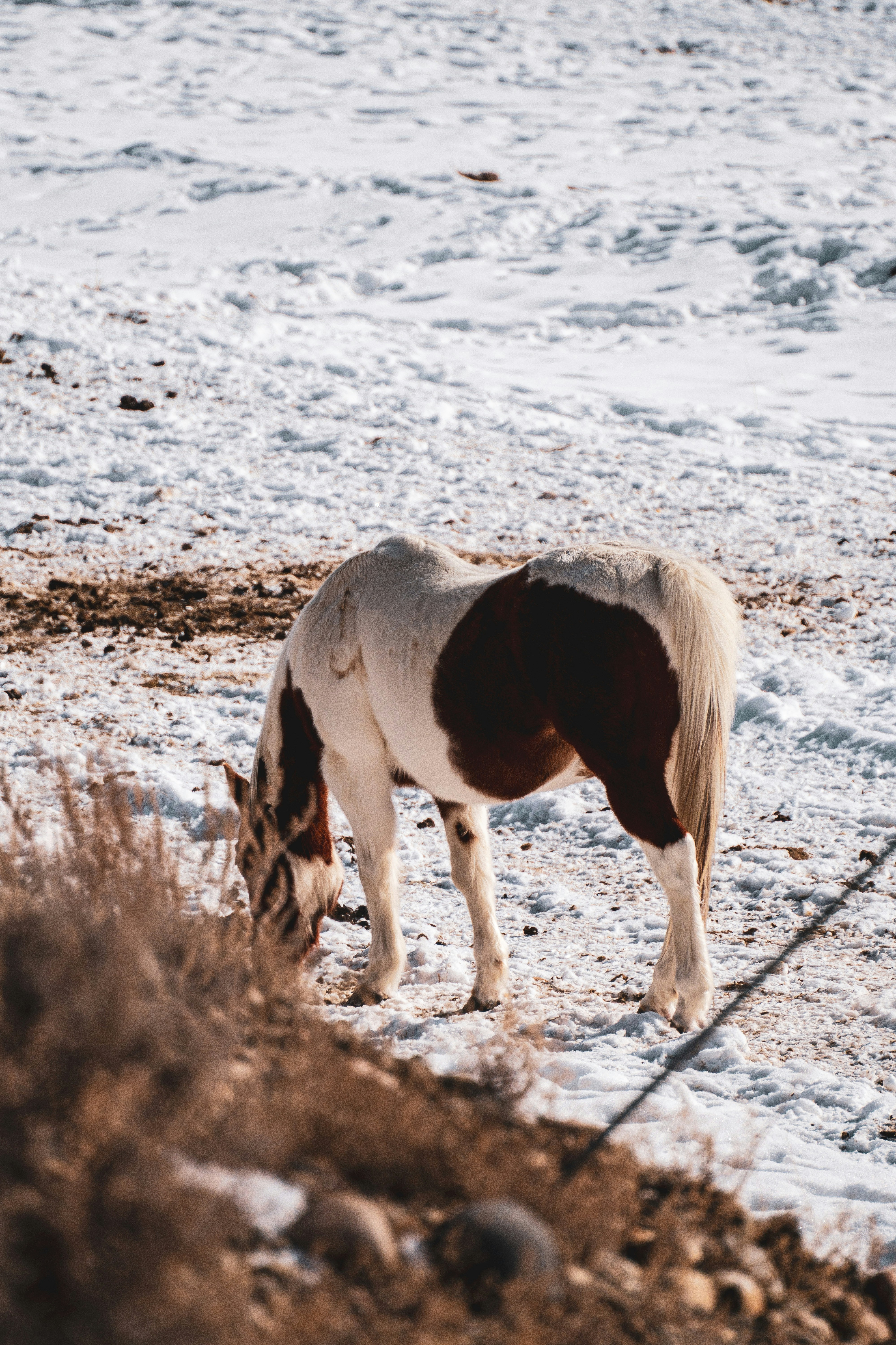 Photo by keepitchassephotography