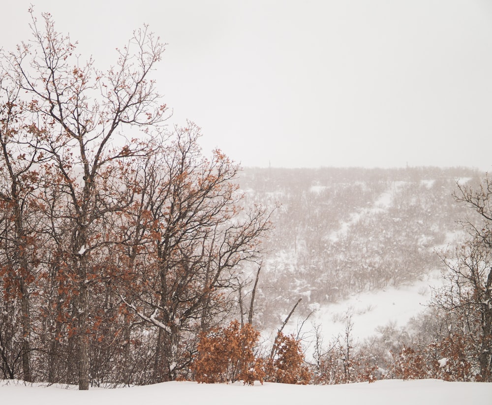 a snowy landscape with trees and a hill in the background