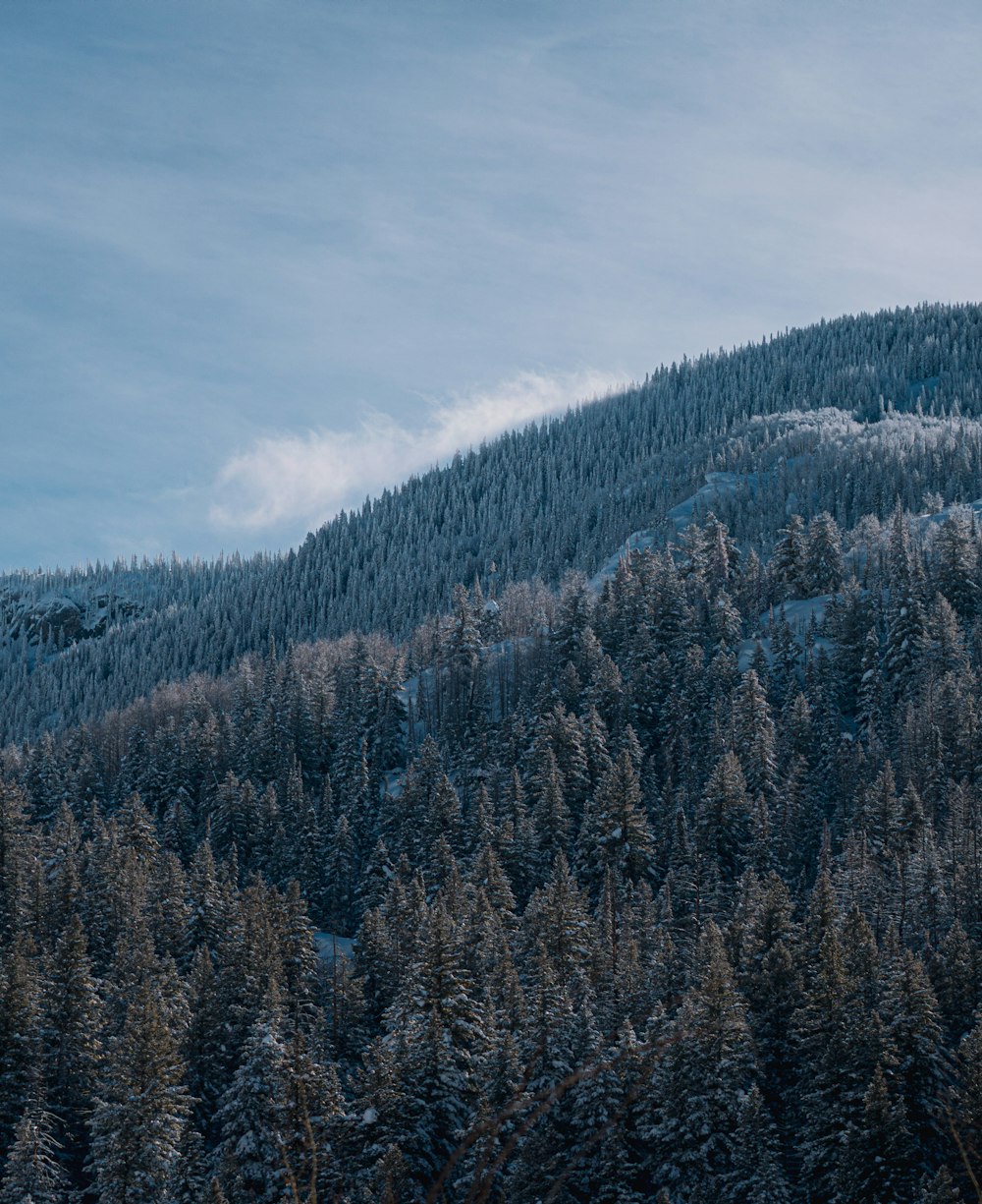 Ein schneebedeckter Berg und Bäume unter blauem Himmel