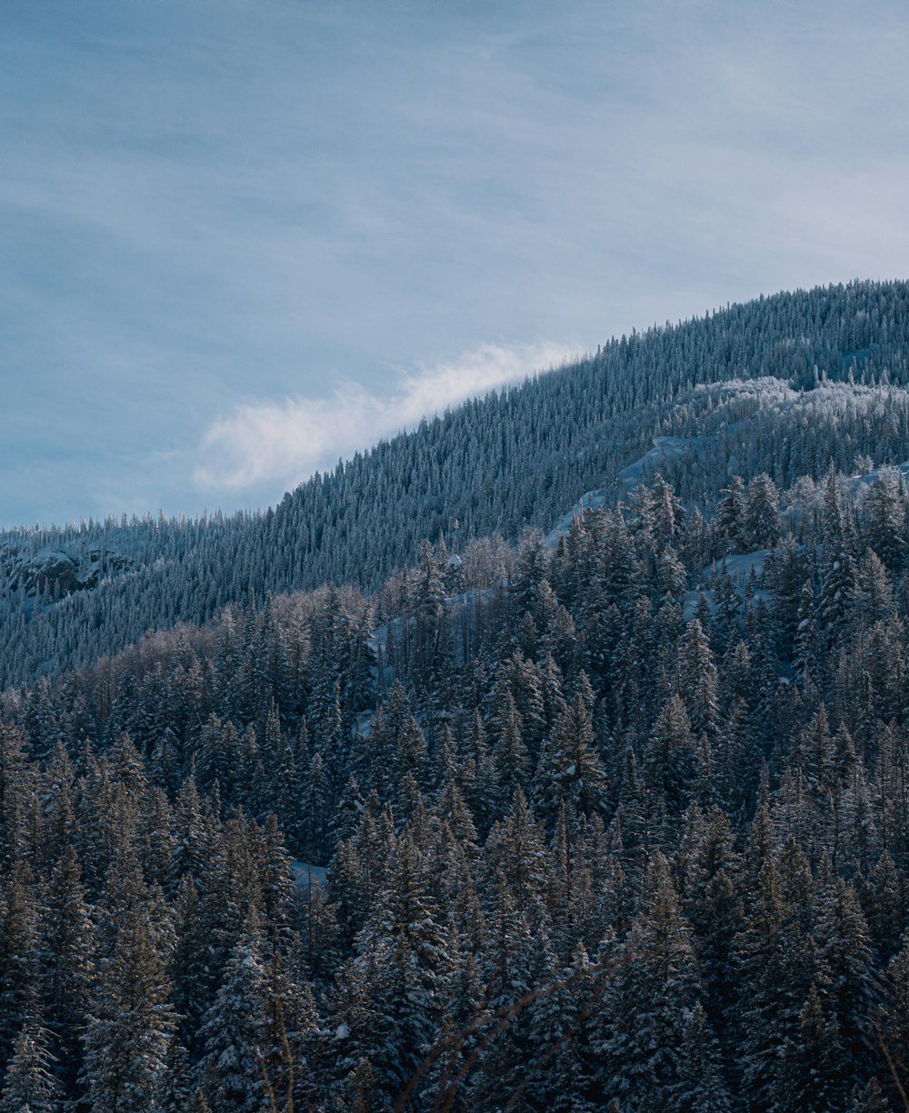 a mountain covered in snow and trees under a blue sky