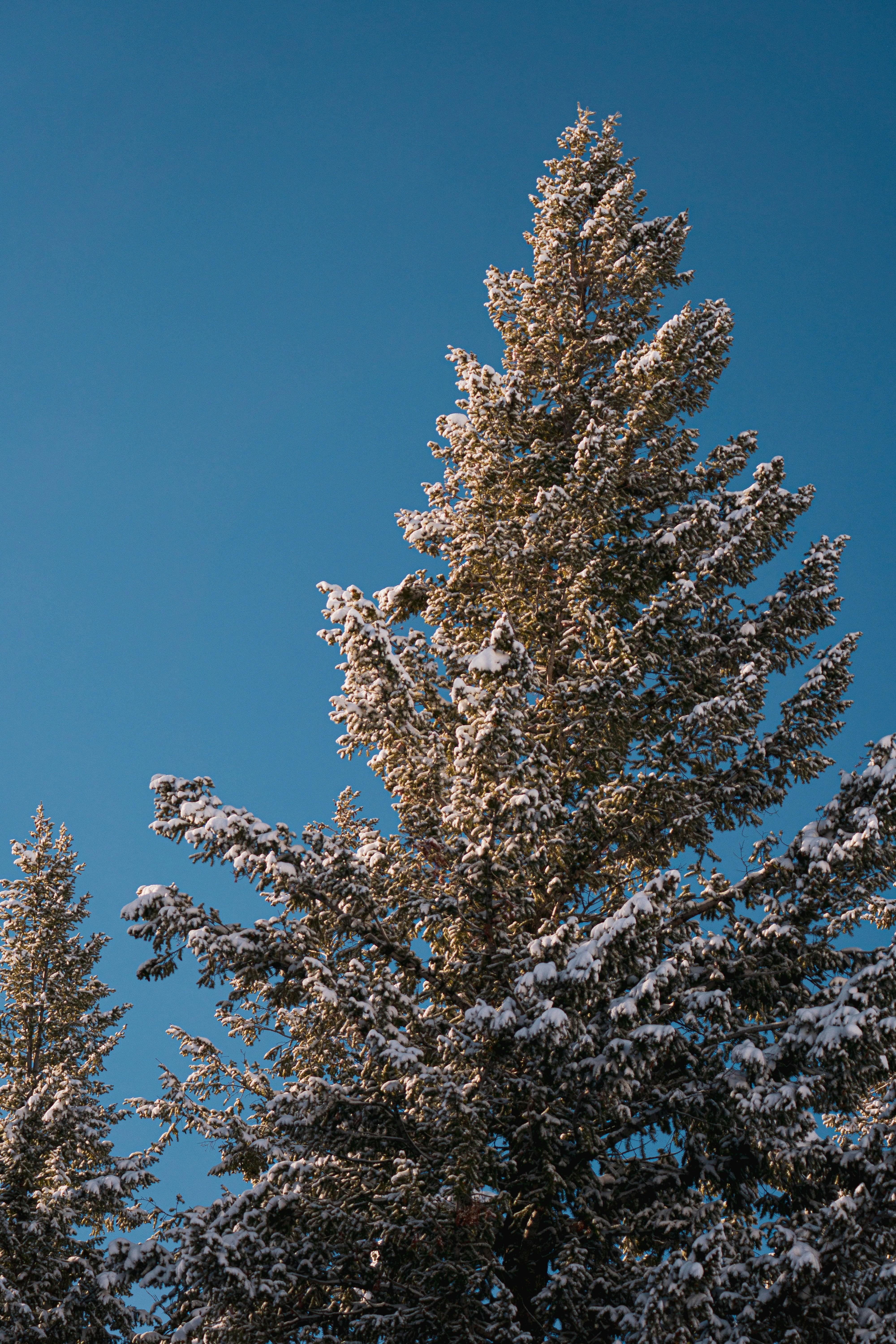 Premium Cut Nordmann Fir 5.0 feet / 152cm