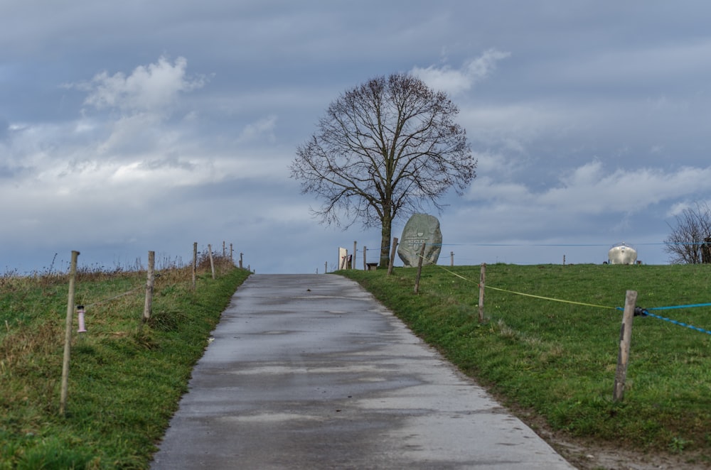 a tree on the side of a road