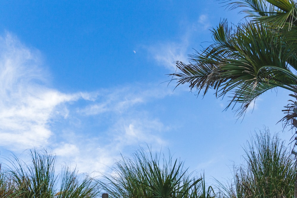 a blue sky with a few clouds and some palm trees