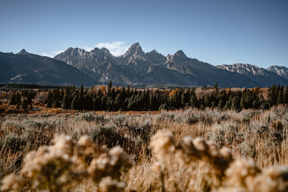 a field with trees and mountains in the background