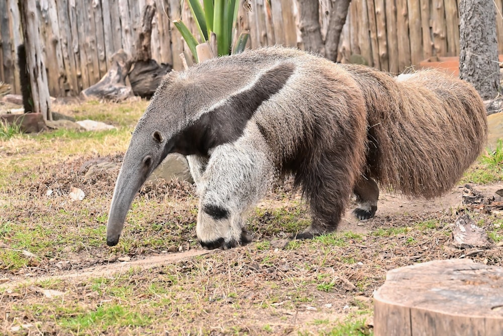 an animal that is walking around in the grass