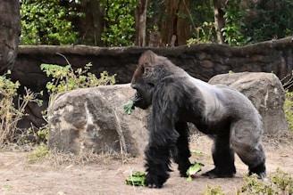 A large gorilla walking on all fours is in a natural setting with rocks and green foliage around. The animal has a muscular build and dark fur, and it appears to be holding or eating green vegetation.