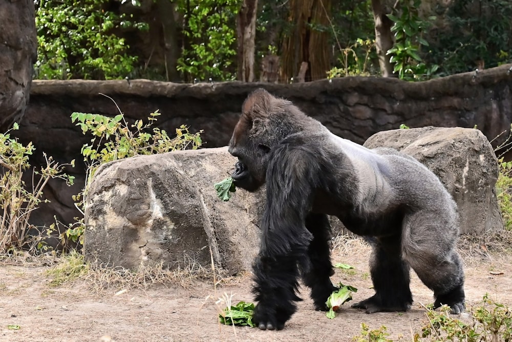 a large gorilla standing on top of a dirt field