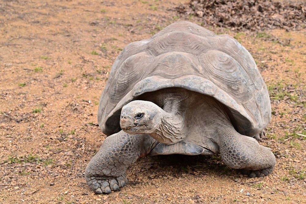 a large turtle walking across a dirt field