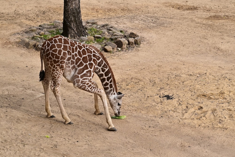 a giraffe is eating grass in a dirt field