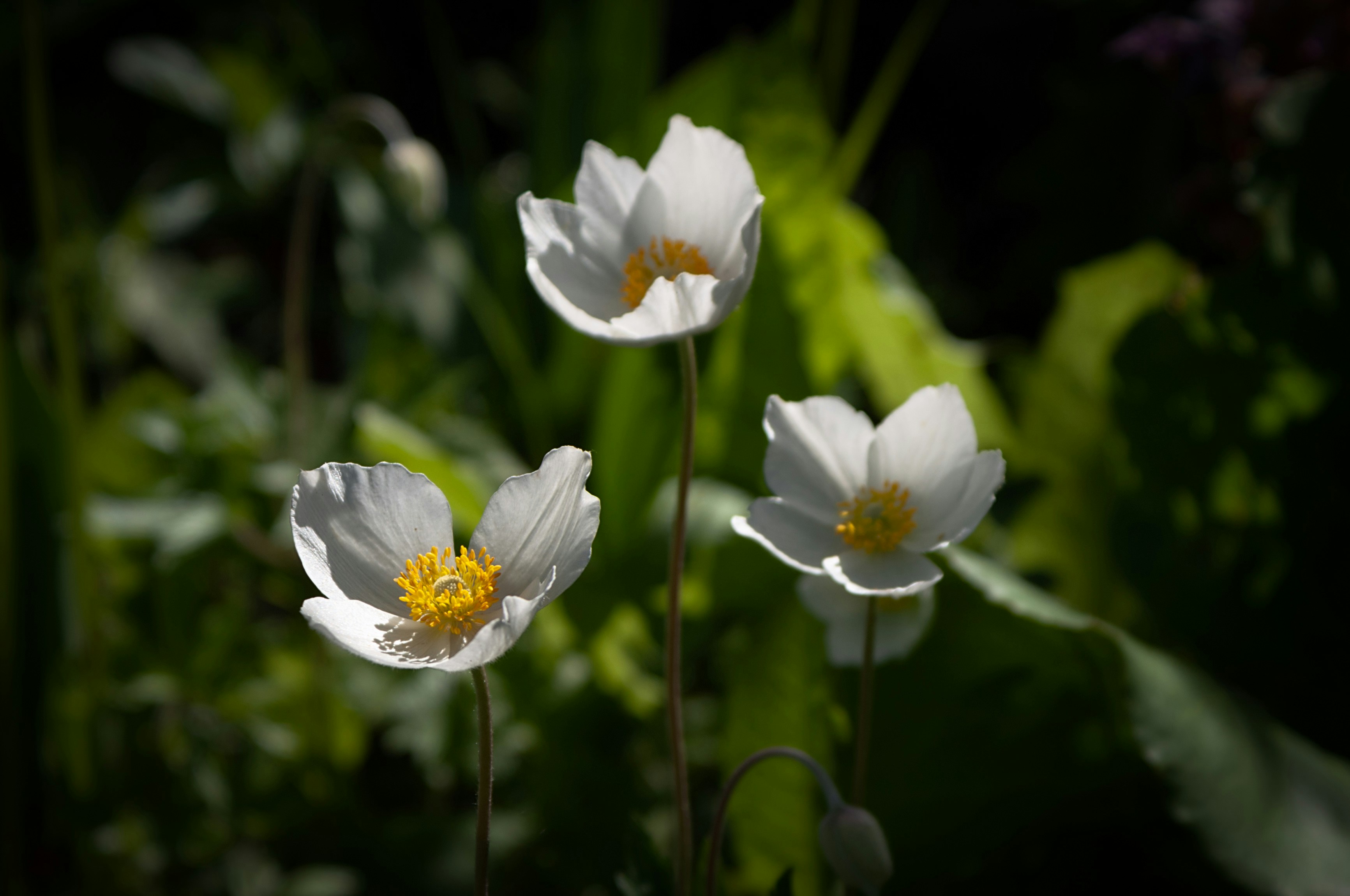 Photo by sevencolors