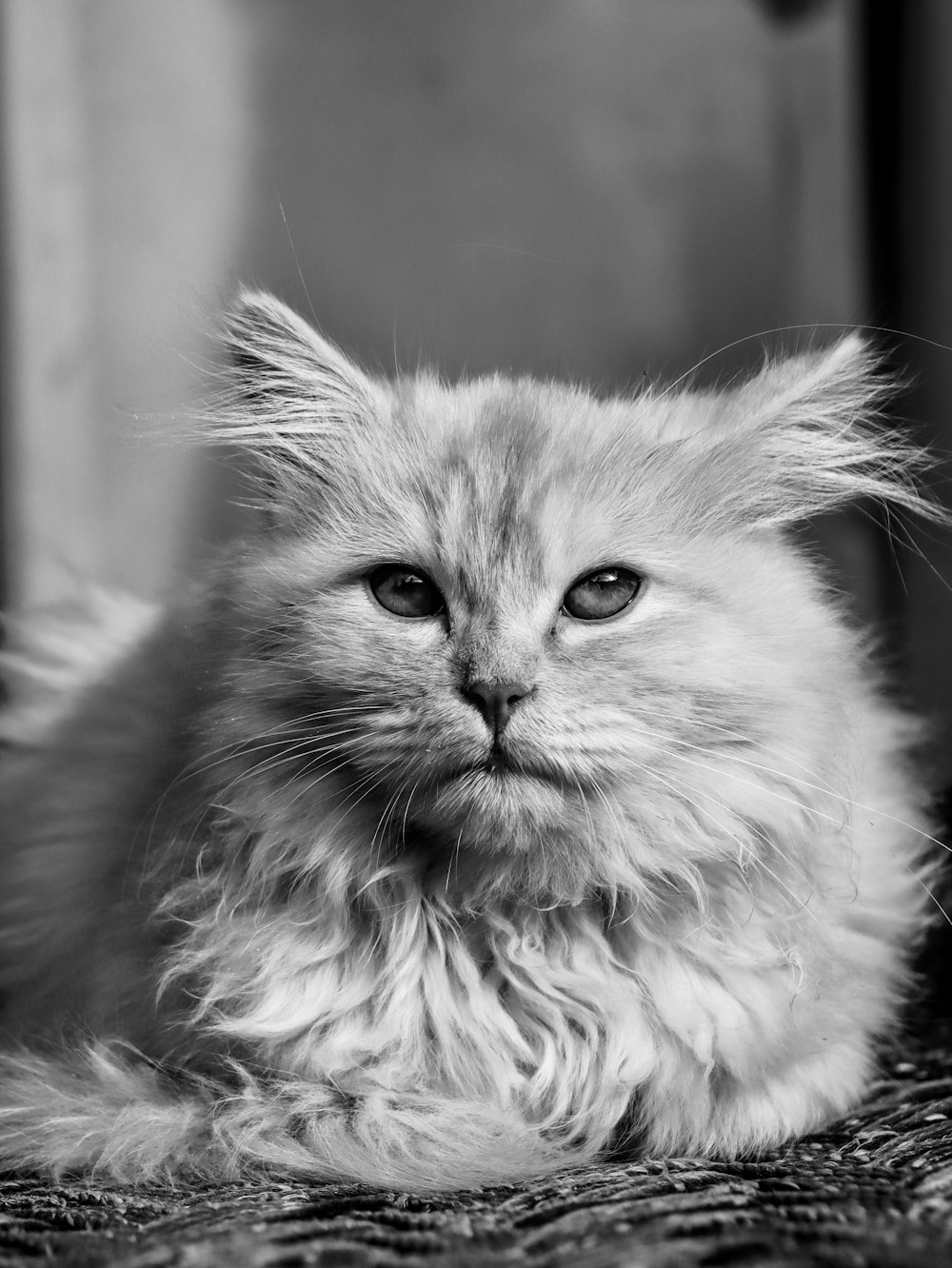 a fluffy white cat with blue eyes sitting on a chair