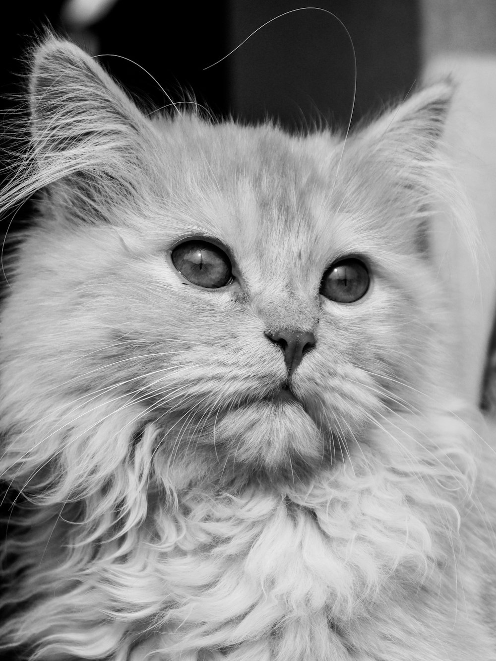 a fluffy white cat with blue eyes looking at the camera