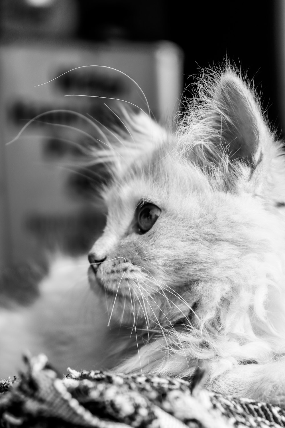 a small white kitten laying on top of a blanket