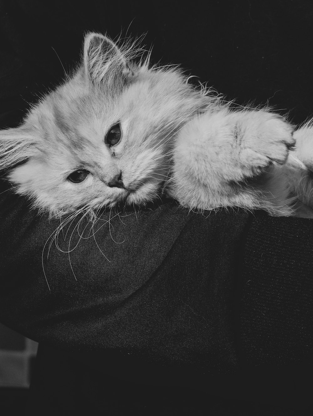 Una foto en blanco y negro de un gato sostenido por alguien