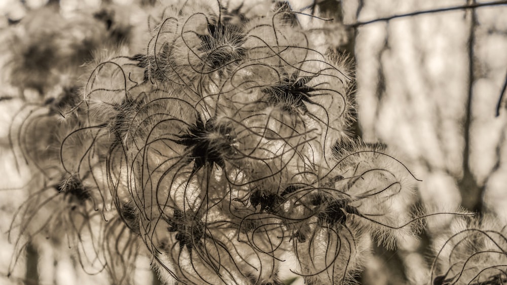 a close up of a bunch of flowers on a tree