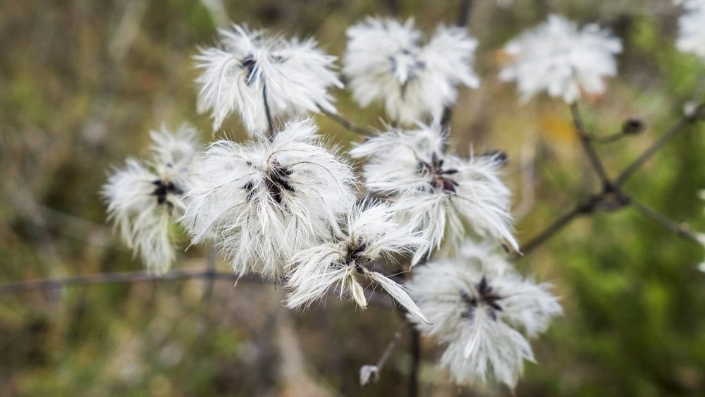 a close up of a bunch of white flowers