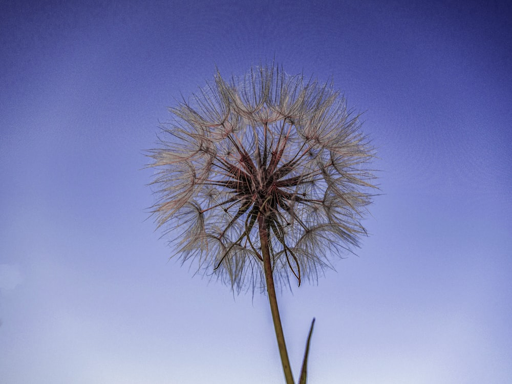 a dandelion in the middle of a blue sky