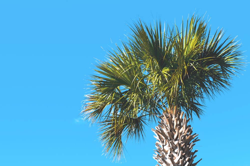 a palm tree with a blue sky in the background