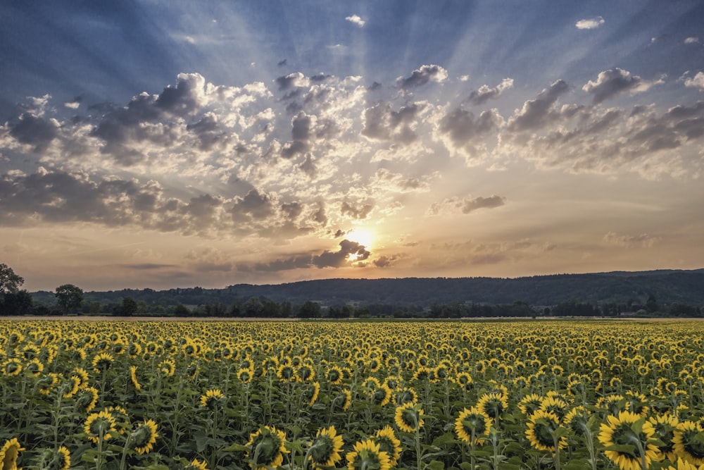 a field of sunflowers under a cloudy sky