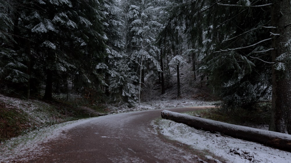 a road in the middle of a forest covered in snow